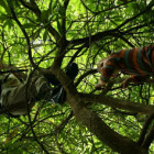 Tree Climbing - new addition to Adventure Centre portflio - Live the Adventure